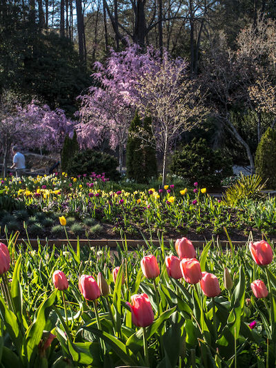 Duke Gardens